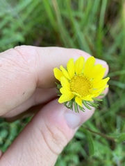Grindelia lanceolata