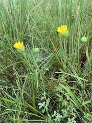 Grindelia lanceolata