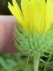Grindelia lanceolata