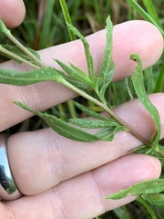 Grindelia lanceolata