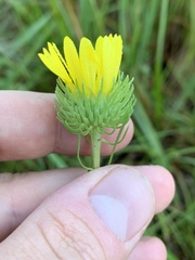Grindelia lanceolata