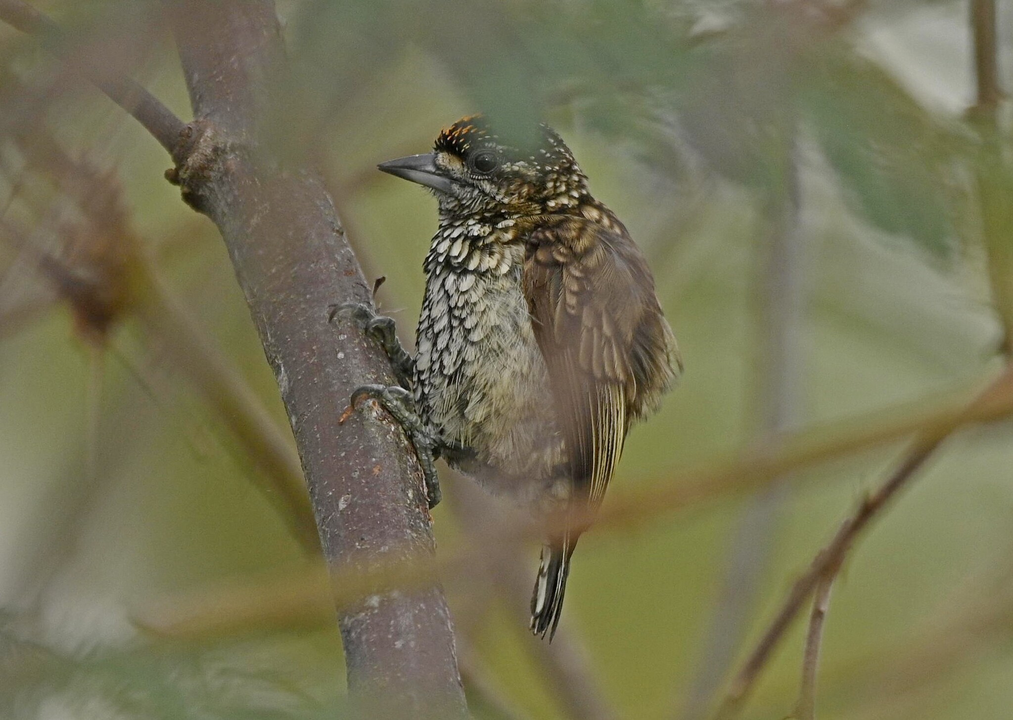 Scaled Piculet (Picumnus squamulatus), photo 3