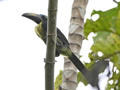 Lettered Aracari (Pteroglossus inscriptus), photo 6