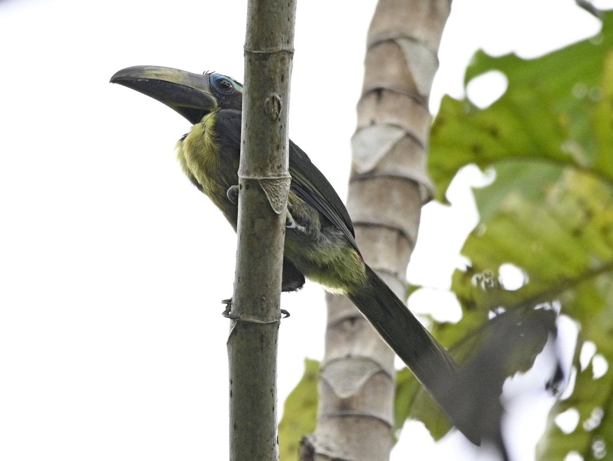 Lettered Aracari (Pteroglossus inscriptus), photo 7