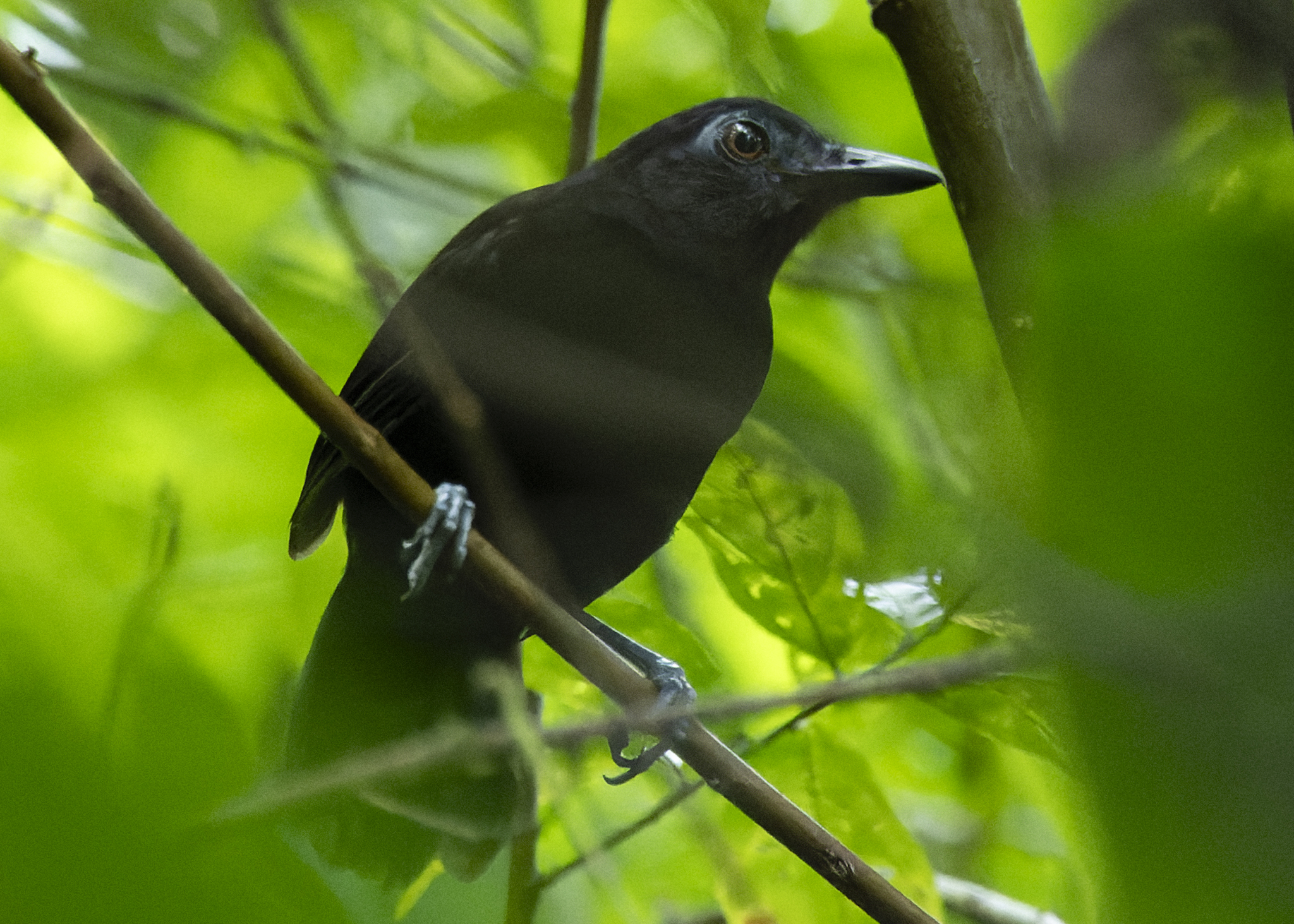 White-shouldered Antbird (Akletos melanoceps), photo 1
