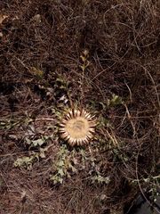 Carlina acanthifolia