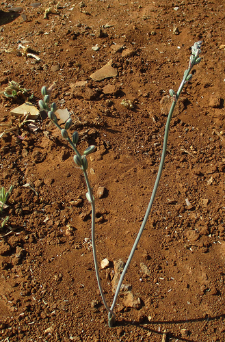 Albuca kirkii image