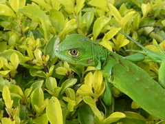 Iguana iguana