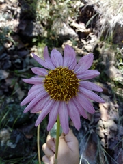 Iostephane heterophylla