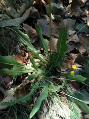 Iostephane heterophylla