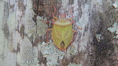 Pentatomidae