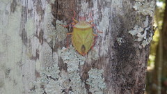 Pentatomidae
