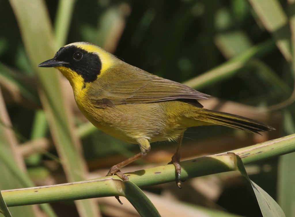 Belding's Yellowthroat