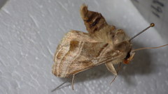 Euchalcia variabilis