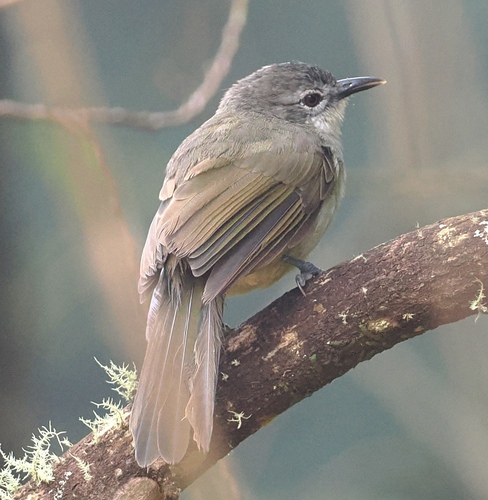 Yellow-streaked Greenbul (Phyllastrephus flavostriatus), photo 2