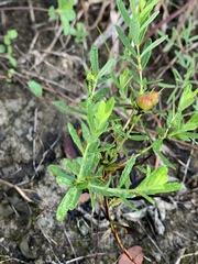 Hypericum sphaerocarpum