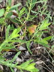 Hypericum sphaerocarpum