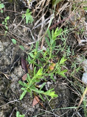 Hypericum sphaerocarpum