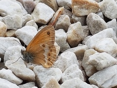 Coenonympha dorus