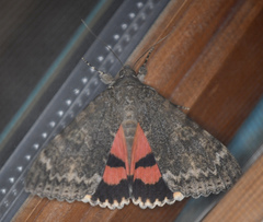 Catocala californica