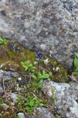 Veronica alpina