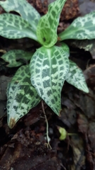Goodyera
