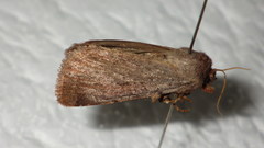 Protolampra sobrina