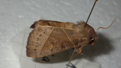 Mesogona oxalina