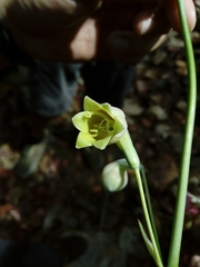 Prochnyanthes mexicana