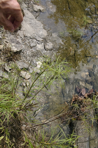 Amsonia hubrichtii