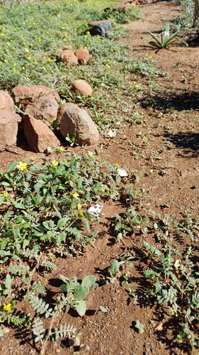 African Meadow White