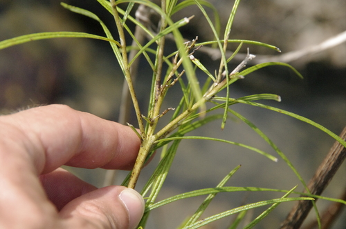 Amsonia hubrichtii
