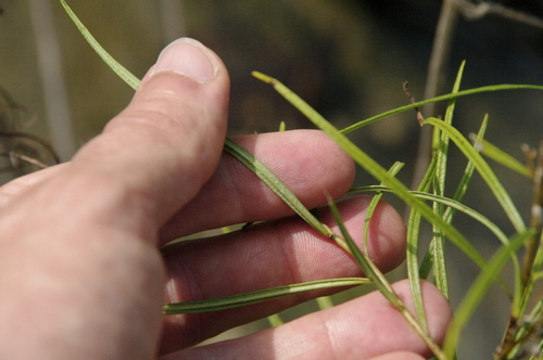 Amsonia hubrichtii