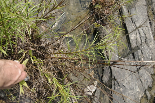 Amsonia hubrichtii