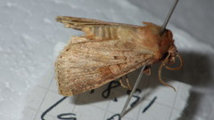 Diarsia mendica