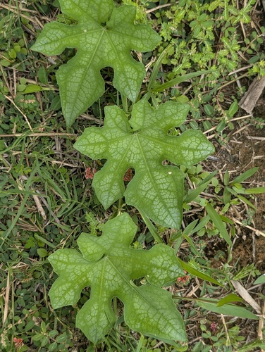 Luffa aegyptiaca