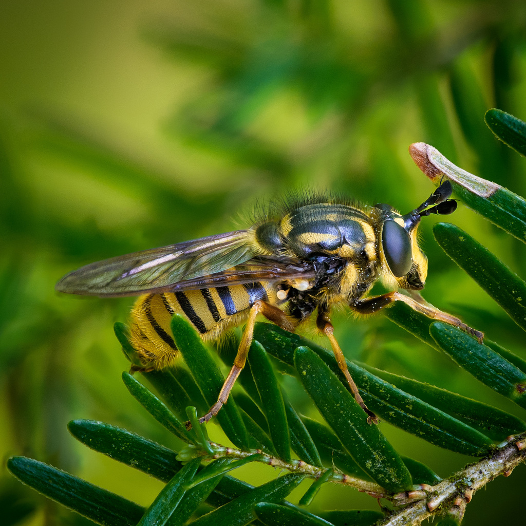 Western Yellowjacket Fly