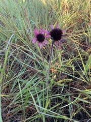 Echinacea tennesseensis