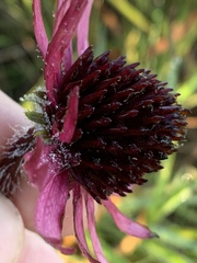 Echinacea tennesseensis