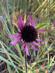Echinacea tennesseensis