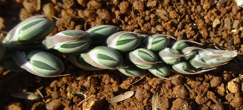 Albuca kirkii image