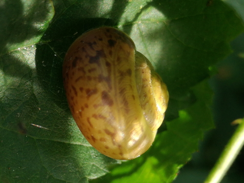 Obični grmaš (Fruticicola fruticum)
