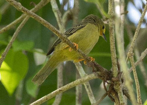 Orange-fronted Plushcrown (Metopothrix aurantiaca)