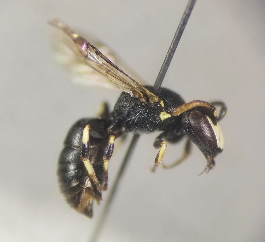 Hylaeus imparilis