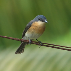 Oceanic Flycatcher photo 1