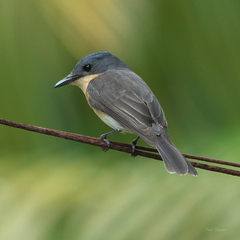 Oceanic Flycatcher photo 2