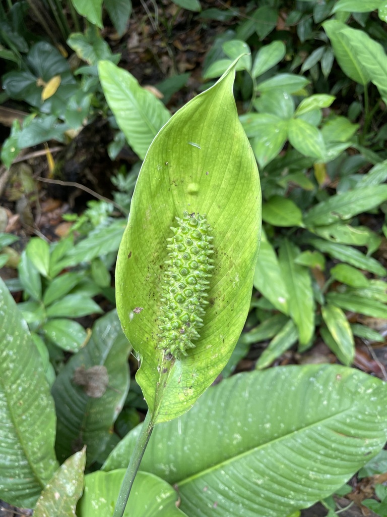 Spathiphyllum phryniifolium