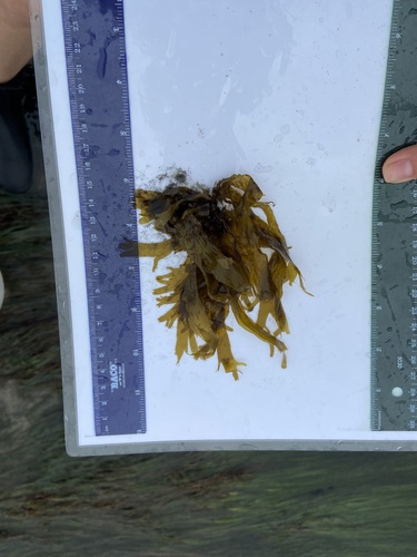 Taonia lennebackerae observed 2025-03-26