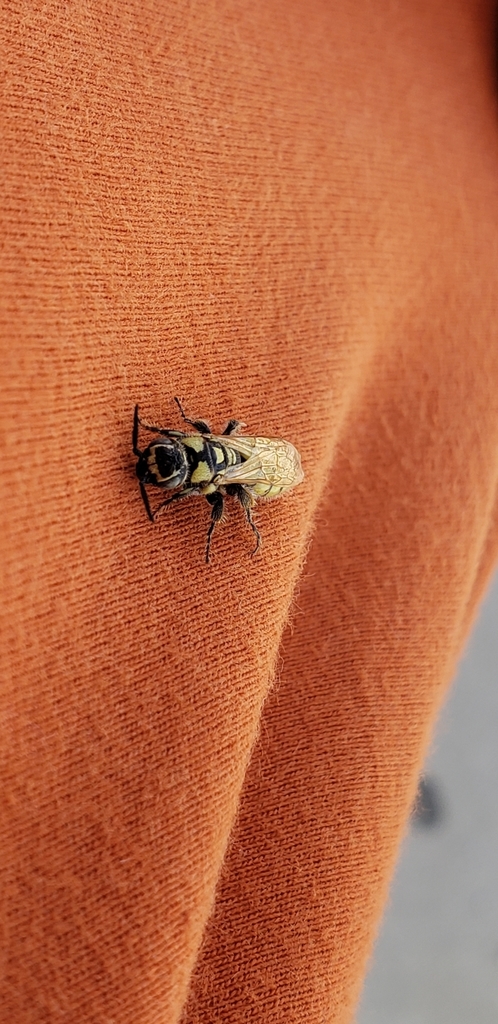 Myzinum frontalis