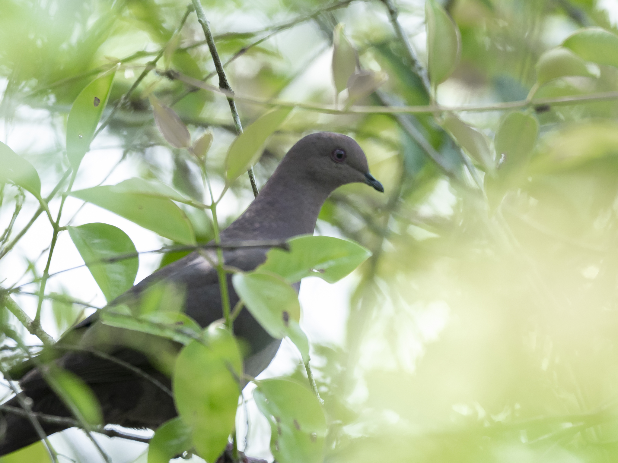 Ruddy Pigeon (Patagioenas subvinacea), photo 8